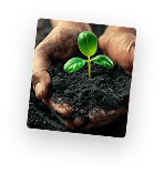 seedling