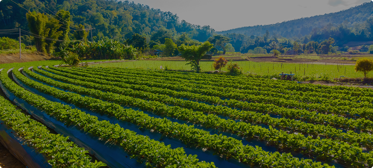 Agricultural landscape 1