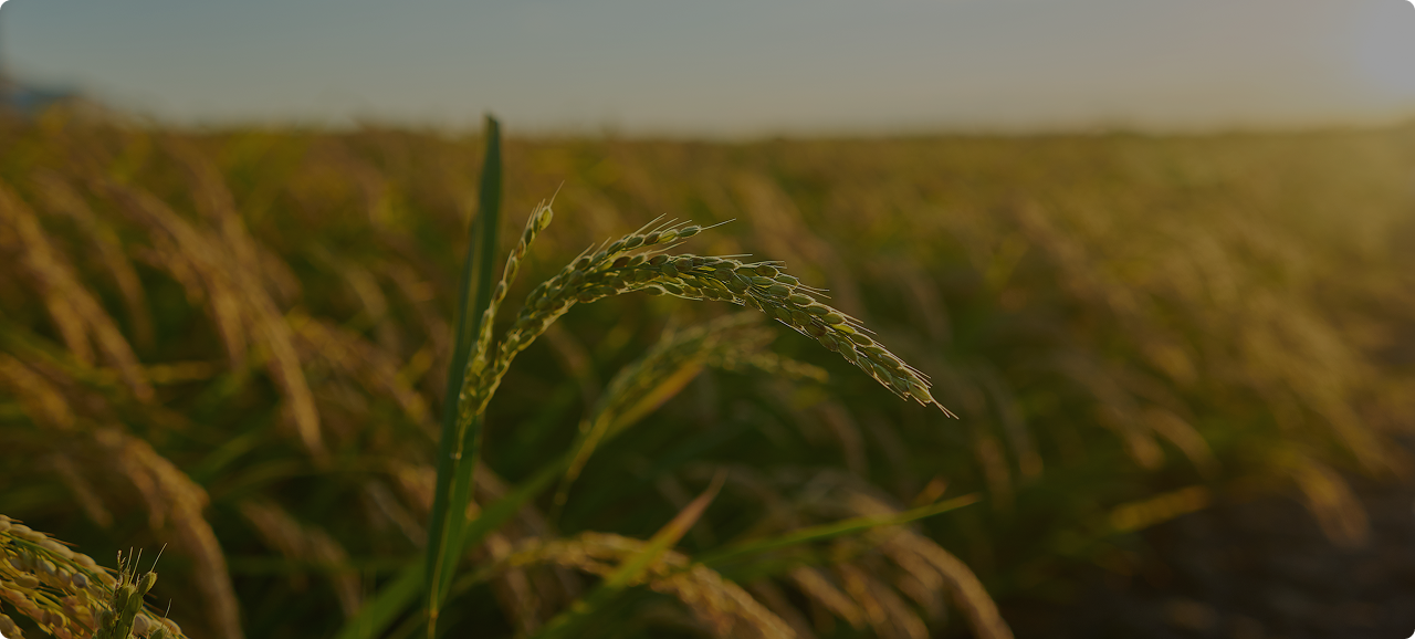 Agricultural landscape 3